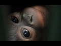 The Story Of Orangutan At The Amazing Taman Safari Bali