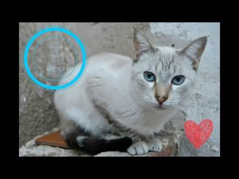 Rescatado de una muerte segura | EQUIPO BASTET