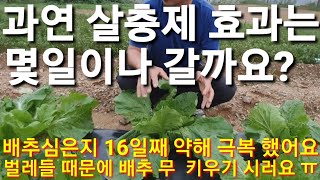 김장배추 김장무 심은지 16일째 벼룩벌레 청벌레 때문에 배추 키우기 시러요 ㅠㅠ  살충제 배추재배