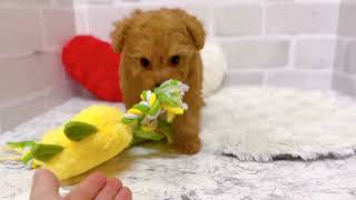 ティーカッププードルの動画01