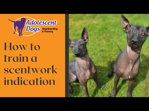 Training & Proofing the Indication in Scentwork - Dog Training Tutorials