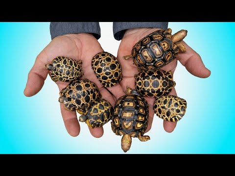 Baby Tortoises Hatch Mid-Winter During Brutal Snowstorm