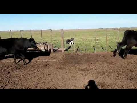 Corral 6 Santa Ana Remate La Legua con Cabañas Invitadas