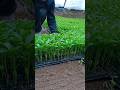 Beautiful Pepper Seedlings #satisfying #farming