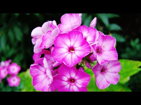 JW song 145  - God's Promise of Paradise !