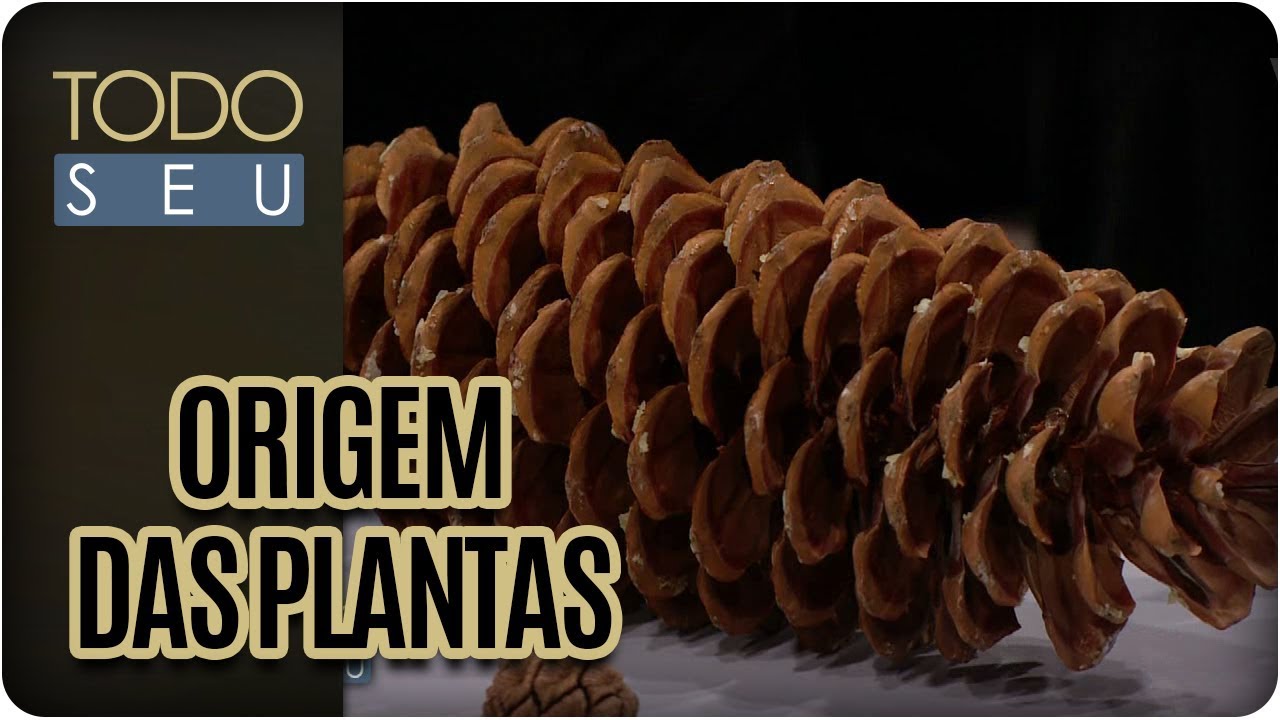 A origem e a evolução das plantas - Todo Seu (12/04/18)