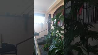 Curió BREJO SP 177