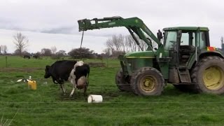Truck drags cow across farm using hip clamps dead 