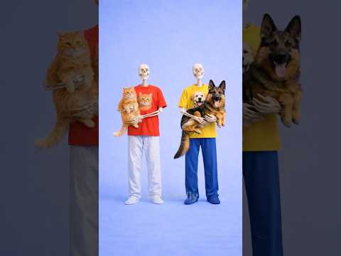 Having A Cat At Home🐈🏠 Vs Having A Dog At Home🐕🏠