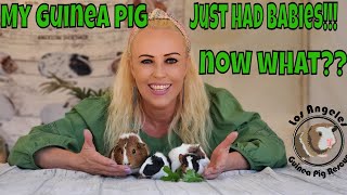 My Guinea Pig Just Had Babies!!  Now What???   EVERYTHING YOU NEED TO KNOW!!!!