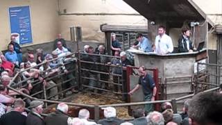 preview picture of video 'Abergavenny Livestock market, June 2012'