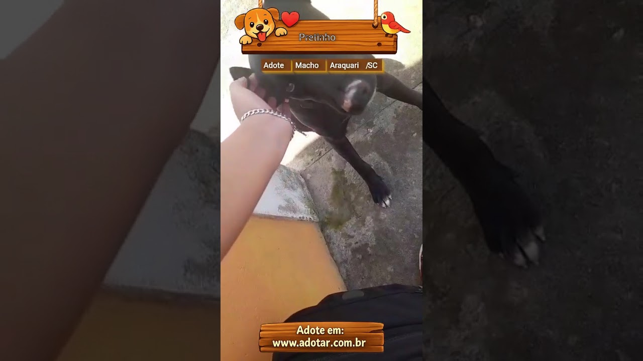 Cachorro raça SRD-ViraLata idade 7 a 11 meses nome Pretinho