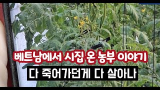 죽어가던 작물 토마토!! 청고병인가??? 이 그 약을 치고 살아났ᄋ…