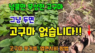 넝쿨만 무성한 고구마 그냥 두면 고구마 안달려요 고구마웃거름 엽면시비 방법 #고구마농사