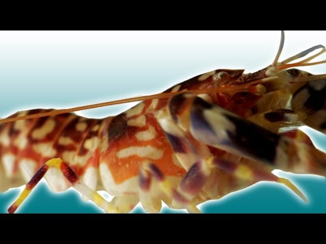 Pistol Shrimp Slow Motion The Awesomer