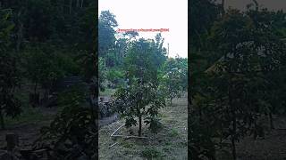 Download lagu di desa karangpadang ada budidaya buah alpukat #desa #budidaya #buahalpukat #viral mp3 Download lagu di desa karangpadang ada budidaya buah alpukat #desa #budidaya #buahalpukat #viral mp3