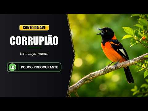 Trupiál pomarančový (Icterus jamacaii) — video o speve a chove