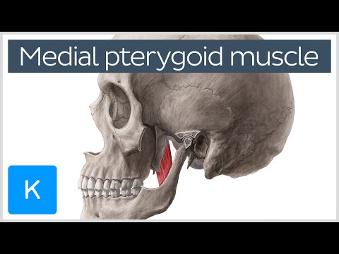 Medial Pterygoid Muscle: Origin, Insertion, Function & Nerve Supply - Anatomy | Kenhub