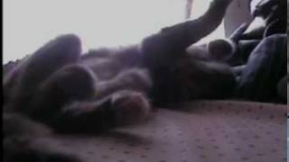 New Tattoo & My Kitty is a Silly-Face!!!