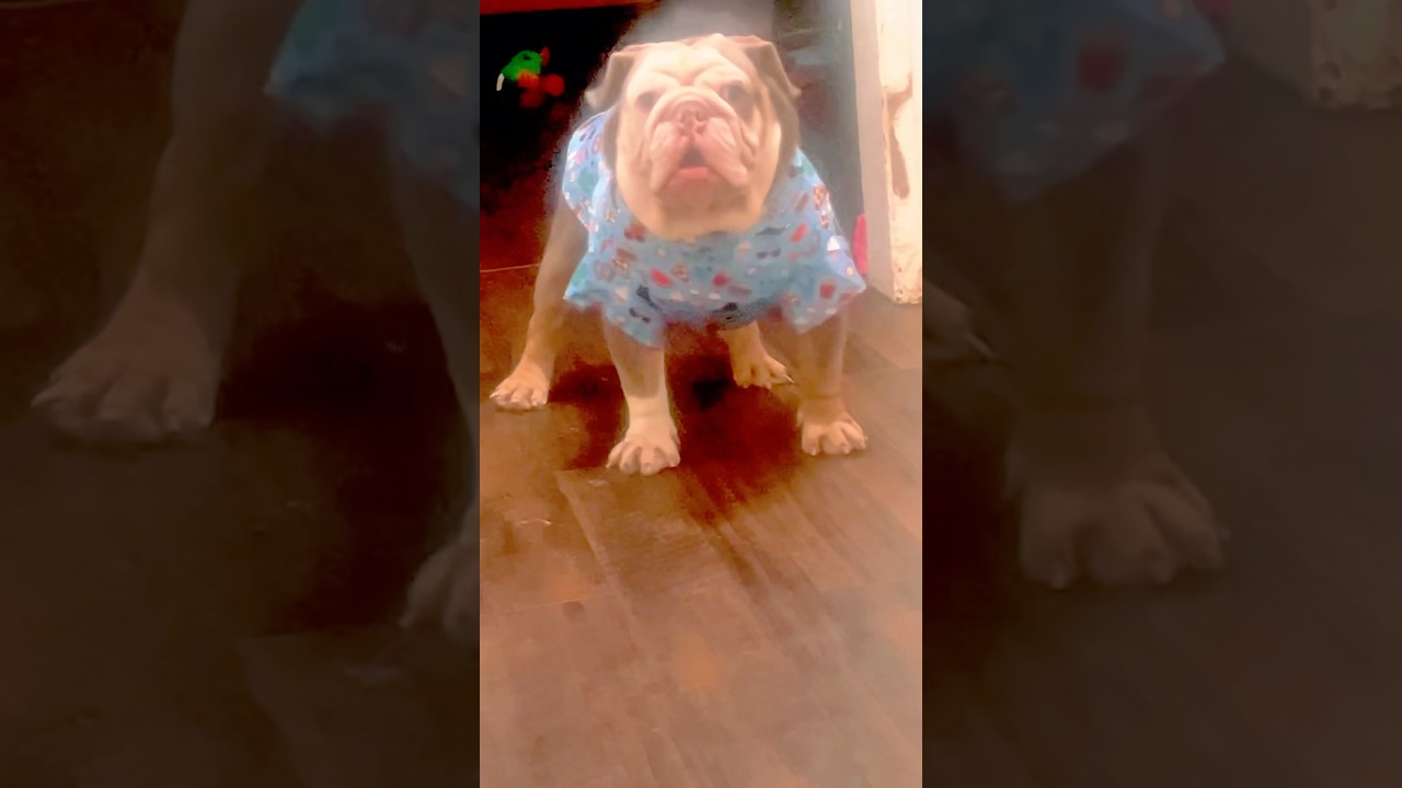 Angry dogs😍🤣😂#shorts