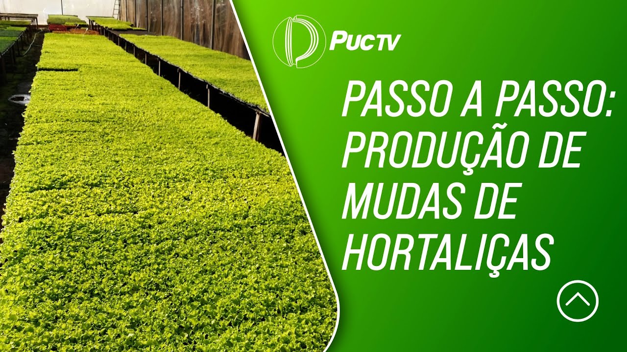 PASSO A PASSO: PRODUÇÃO DE MUDAS DE HORTALIÇAS