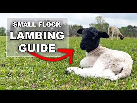 BEGINNER GUIDE TO LAMBING ON PASTURE | Dorper Sheep Farming in Texas Raising Dorper Lambs for Profit