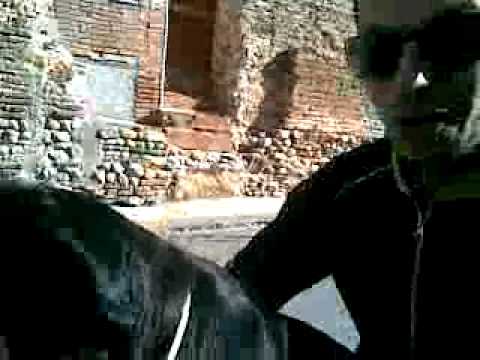 MOMO d'Elne tao en chappy