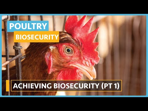 Poultry Bio security Video 1 Understanding Bio security Disease Transmission