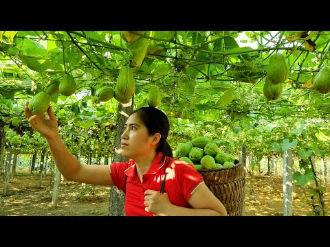 Harvesting Chayote Garden goes to the market sell | Country life, Country market | Tran Thi Huong