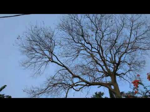 Payung Teduh feat Icha - Mari Bercerita