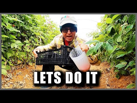 FELIPE THE FRUIT PICKER BAJA MEXICO