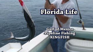 Fishing the Gulf Pipeline off St. Pete, Treasure Island, Tampa Bay Area for Kingfish and Grouper