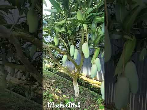 banana mango #mango #fruit #fruits #mangogarden #bananamango #sweetmango #mangoes