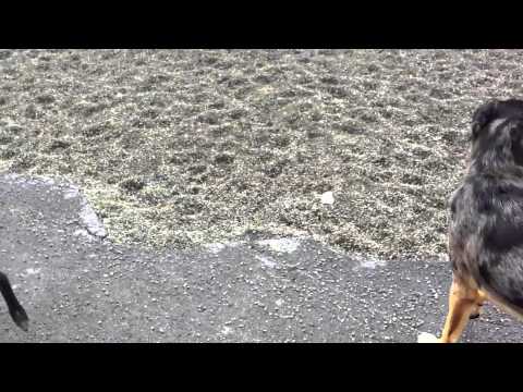 Fear Aggression and Pack Socialization - Dog Training