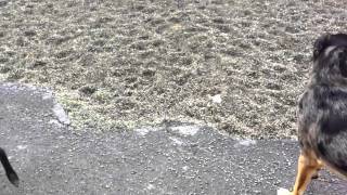 Fear Aggression and Pack Socialization - Dog Training