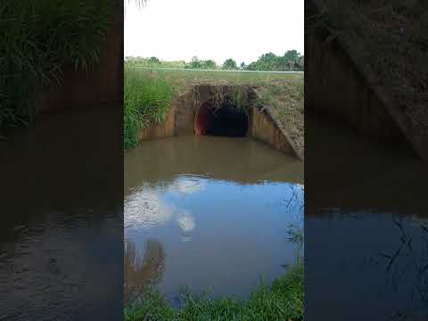 as três bora em guajara Amazonas