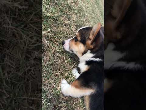 Duke playing in yard.