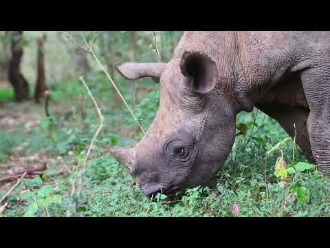 The Rescue of Tytan, A Gentle and Brave Orphaned Black Rhino | Sheldrick Wildlife Trust