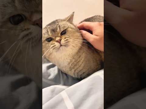 Réaction amusante de chats inattendus