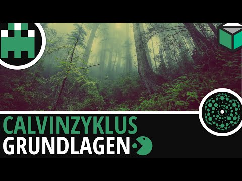 Calvinzyklus Grundlagen
