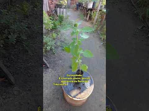 🌿 Conheça a famosa planta Cordão de São Francisco | Carutapera-MA