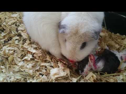 Guinea pig having babies