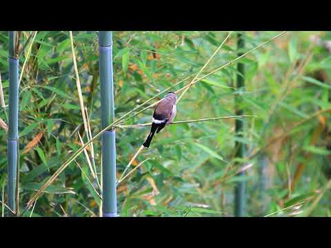 Hýľ hnedý (Pyrrhula nipalensis) — starostlivosť, voliéra a kŕmenie