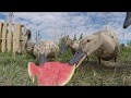 MY DUCKS EATING WATERMELON ASMR