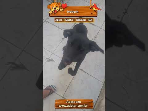 Vídeo de bradock 