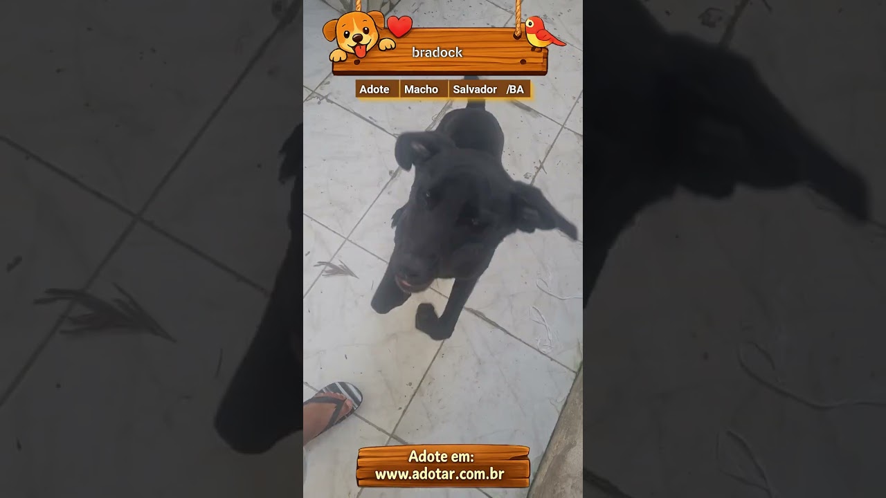 Cachorro raça SRD-ViraLata idade 1 ano nome bradock 