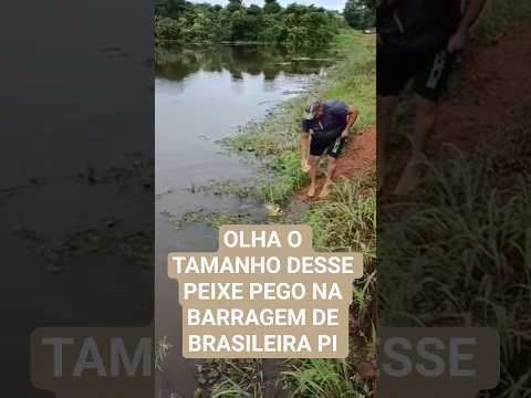 peixe pego na Barragem de Brasileira Pi