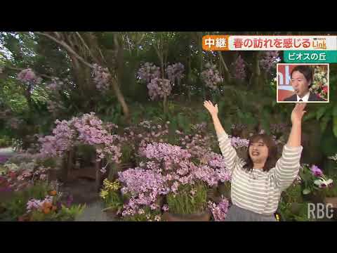うりずんの花道 YouTube動画のキャプチャー画像