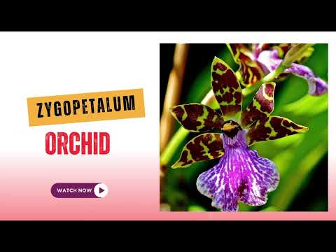 , title : 'Zygopetalum Orchid | Zygopetalum Orchid Plant | TinyLeaf'