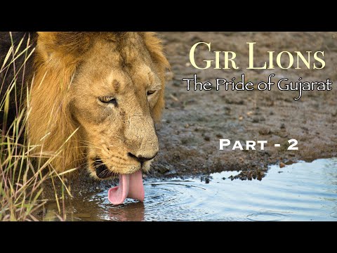 Gir Lions: The Pride of Gujarat | Part 2
